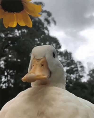 Duck Gif