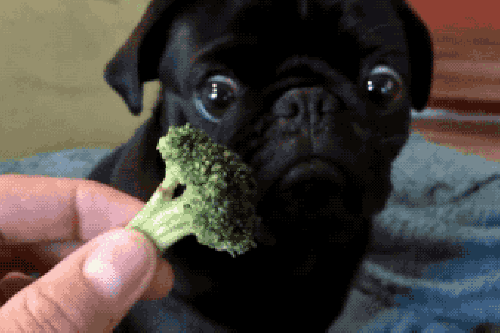 Food Gif