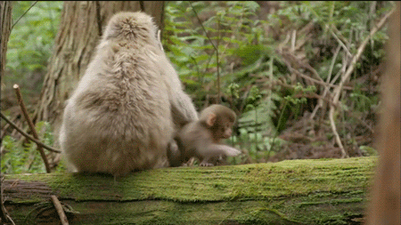 Monkey Gif