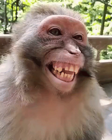 Monkey Gif