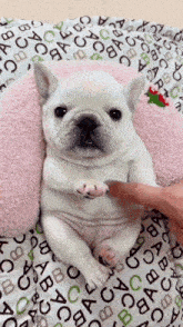 Pibble Gif