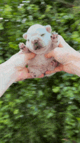 Pibble Gif
