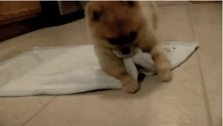 Pibble Gif