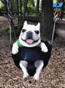 Pibble Gif