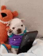 Pibble Gif