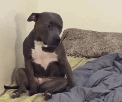 Pibble Gif
