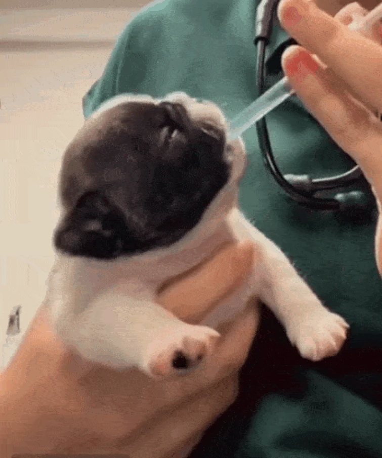 Pibble Gif