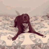 Pibble Gif