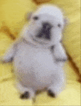 Pibble Gif