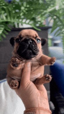 Pibble Gif
