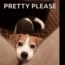 Please Gif