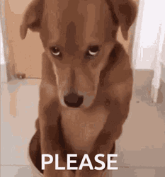 Please Gif