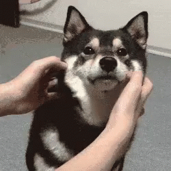Squishy Gif
