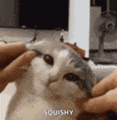 Squishy Gif