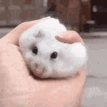 Squishy Gif