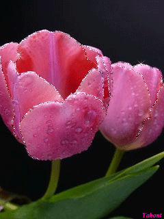 Tulip Gif