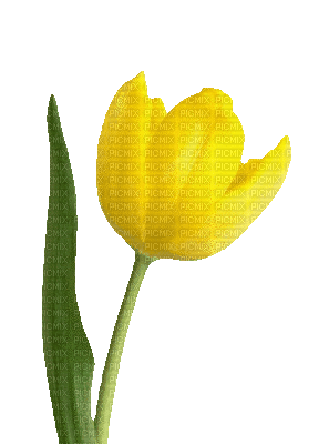 Tulip Gif