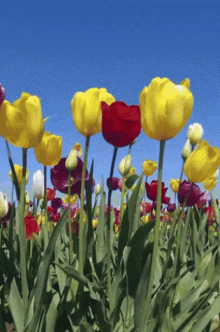 Tulip Gif