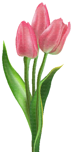 Tulip Gif
