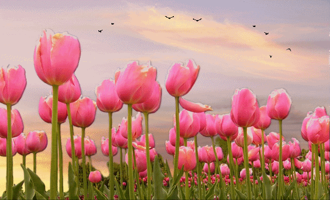 Tulip Gif