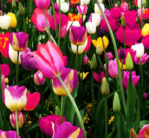 Tulip Gif