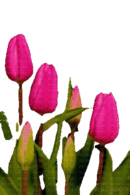 Tulip Gif