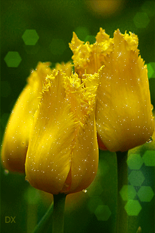Tulip Gif