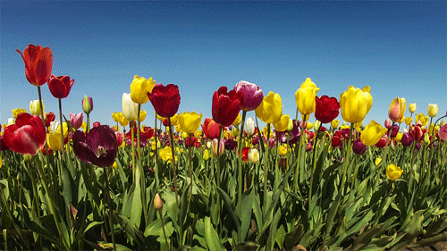 Tulip Gif