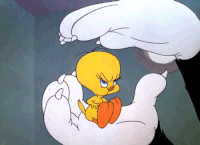 Tweety Gif