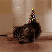 Noel Cat Gif
