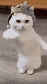 Noel Cat Gif