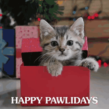 Noel Cat Gif