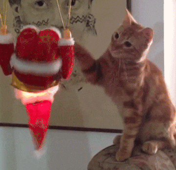 Noel Cat Gif