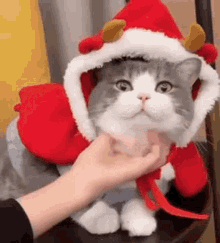 Noel Cat Gif