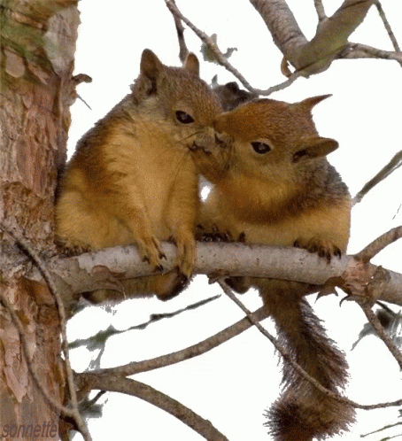 Squirrel Gif