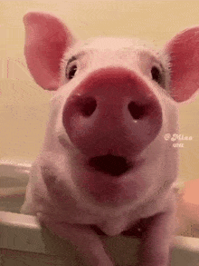 Pig Gif
