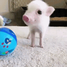 Pig Gif
