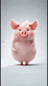 Pig Gif
