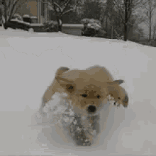 Snow Gif