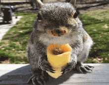 Squirrel Gif