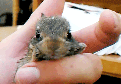 Squirrel Gif