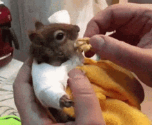 Squirrel Gif