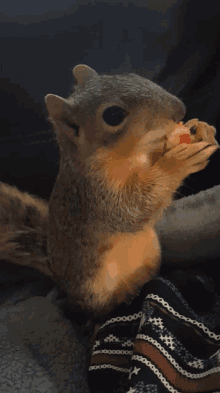 Squirrel Gif