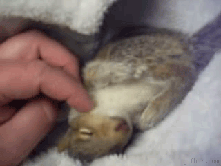 Squirrel Gif