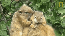 Squirrel Gif