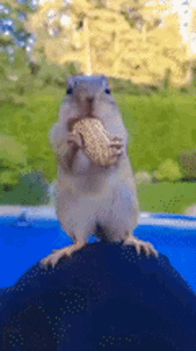 Squirrel Gif
