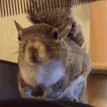 Squirrel Gif