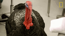 Turkey Gif