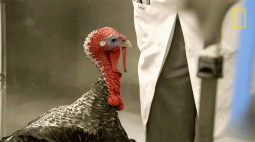 Turkey Gif