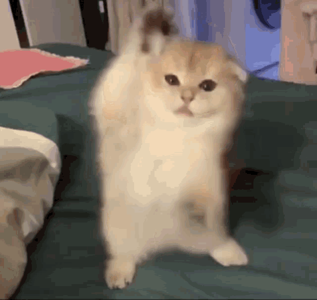 Dancing Cat Gif